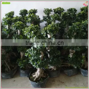 Good Shaped Bonsai Tree Ficus Outdoor Plant Bonsai thumbnail-1
