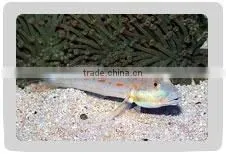 Pretty Prawn Goby Fish thumbnail-1