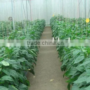 Glass Greenhouse-2 thumbnail-6