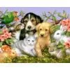 Nigeria Pets thumbnail-1