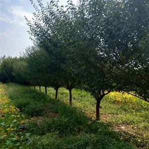 Red Plum With a Ground Diameter of 5 Cm, Cheap Price and High Survival Rate thumbnail-4