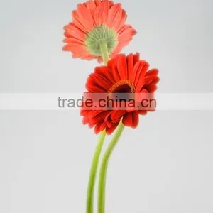 Bottom Price Savanna Dubai Fresh Flower Red Color Gerbera thumbnail-1