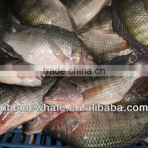 Frozen Whole Round Tilapia thumbnail-1