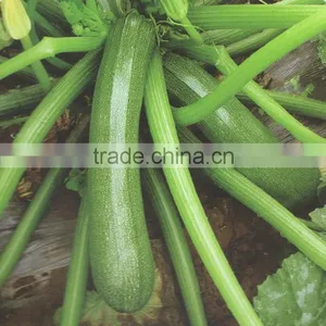 JY N0.3 Chinese Dark Green Skin Long Shape Squash Seeds thumbnail-1