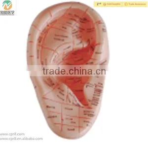High Quality Human Medical Ear Acupuncture Model thumbnail-1
