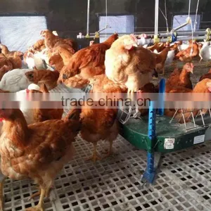 Poultry Farms Equipment, Animal Husbandry Equipment, Plastic Floor Beams for Pig Farming Equipment thumbnail-1