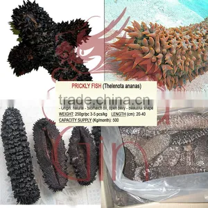 Dried Sea Cucumber Supplier: White Teat Fish, Curry Fish, Prickly Fish, Black Sand Fish, Black Fish and More 10 Other Speices thumbnail-4