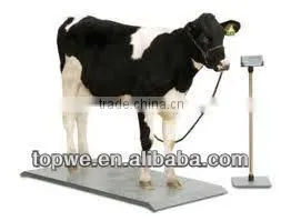 Electronic Cattle Scales thumbnail-1