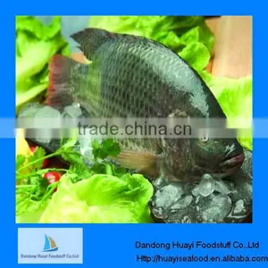New Caught Frozen Tilapia Whole Tilapia thumbnail-1