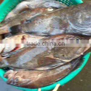 FROZEN REEFCOD/GROUPER WHOLE I.F./IWP thumbnail-1