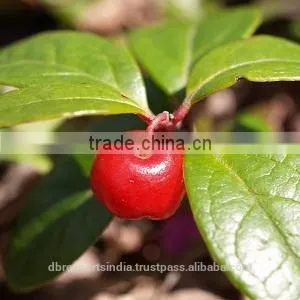 Winter Green Oil (Gaultheria Procumbens) thumbnail-1