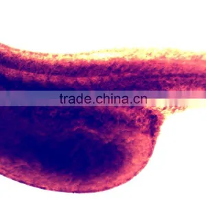 Teaching Chick Embryo Microscope Slides thumbnail-4