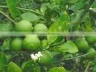 HOANG KIM VIETNAM'S Fresh Lime Best Price and Best Quality thumbnail-1
