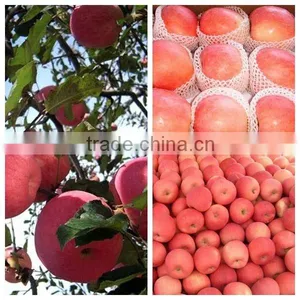 Fresh Red Fuji Apple thumbnail-1