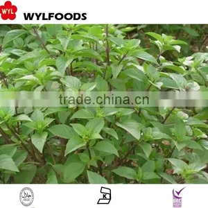 Frozen Basil With Good Quality .grade A thumbnail-3
