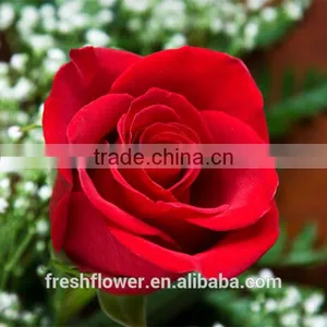 Export Cut Fresh Flower of Red Rose Flower From China thumbnail-2