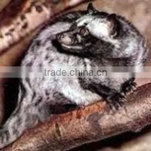 Coffee Coffee Coffee thumbnail-1