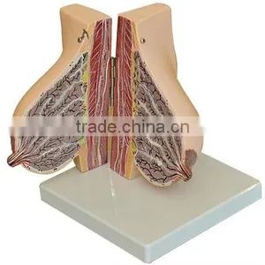Mammary Gland In Lactation For Model LM1153 thumbnail-1