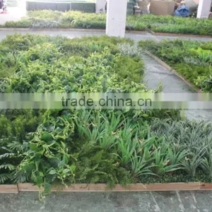 Russia's Project of Artificial Green Wall/park and Shopping Mall Plant Green Wall thumbnail-4