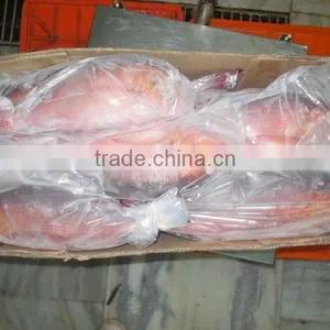 Frozen Red Snapper Whole thumbnail-5
