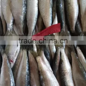 Canned Fish Sardine Low Price W/R Frozen Sardine for Canning thumbnail-1