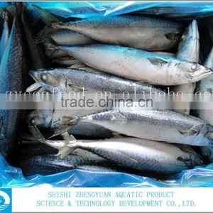 For Africa/Southeast Sell Market Frozen Fish Frozen Mackerel thumbnail-1