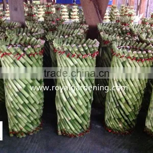 Lucky Bamboo ( Dracaena Sanderiana) Cage Shape thumbnail-2