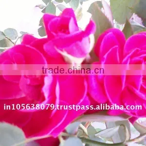 Rose Oil thumbnail-1