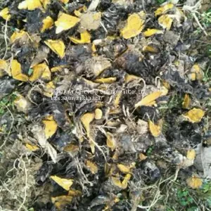 Supply Wholesale Rhizomes and Buds of Rhubarb, Horse-radish Rhubarb thumbnail-3