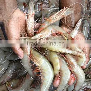 SEA FOODS thumbnail-1