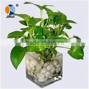 Transparent Square Glass Tissue Culture Vessel Jar With Plant thumbnail-1
