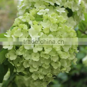 Newest Best-Selling Popular Lime Green Hydrangea Flower thumbnail-4