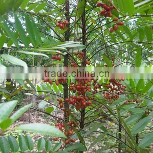 Pure Natural Tongkat Ali Extract thumbnail-1