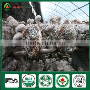 China Supplier High Quality Organic Greenhouse Fresh and Dried Shiitake Mushroom thumbnail-4