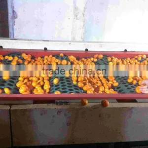 Baby Mandarin, Nanfeng Baby Mandarin thumbnail-1