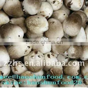 Canned Whole Straw Mushroom In Brine thumbnail-1