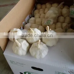 Fresh White Garlic thumbnail-5