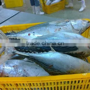 Frozen Bonito Tuna thumbnail-1