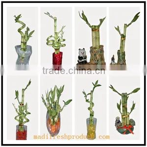 Small Lucky Bamboo Flower Pot thumbnail-2