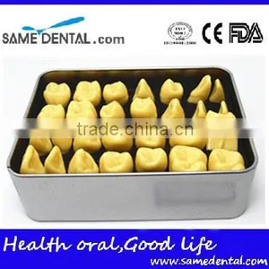 2 Times Tooth Model Dental Eduction Assistant No. DEA-14 thumbnail-1