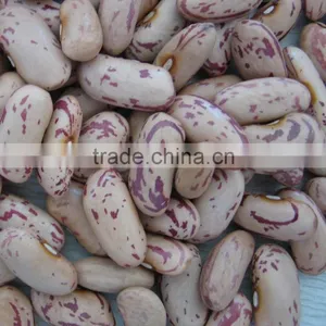 Mew Crop Light Speckled Kidney Bean thumbnail-1