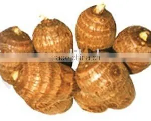 Taro thumbnail-1