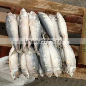 Pacific August Mackerel Latin Name Scomber-Japonicus thumbnail-1