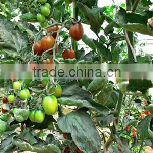 Hybrid Purple Cherry Tomato Seeds for Growing-Purple 101 thumbnail-2
