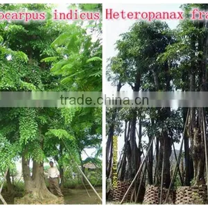 Outdoor Landscaping Tall Ornamental Green Decorative Plants thumbnail-6