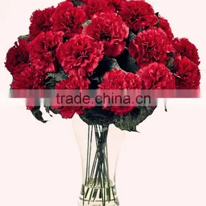 Fresh Cut Flower Carnation Dianthus Caryophyllus thumbnail-1