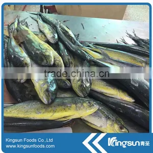 Whole Sale Good Price Frozen Mahi Mahi Fish WR thumbnail-1