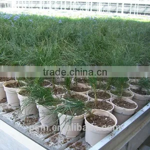 Biodegradable Cornstarch Plastic Flower Pot thumbnail-4
