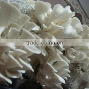 Electric Clutch-brake Mushroom Bagging Machine +8618637188608 thumbnail-4