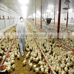 Prefab Cold Formed Steel Chicken Farm/Shed/Building thumbnail-2